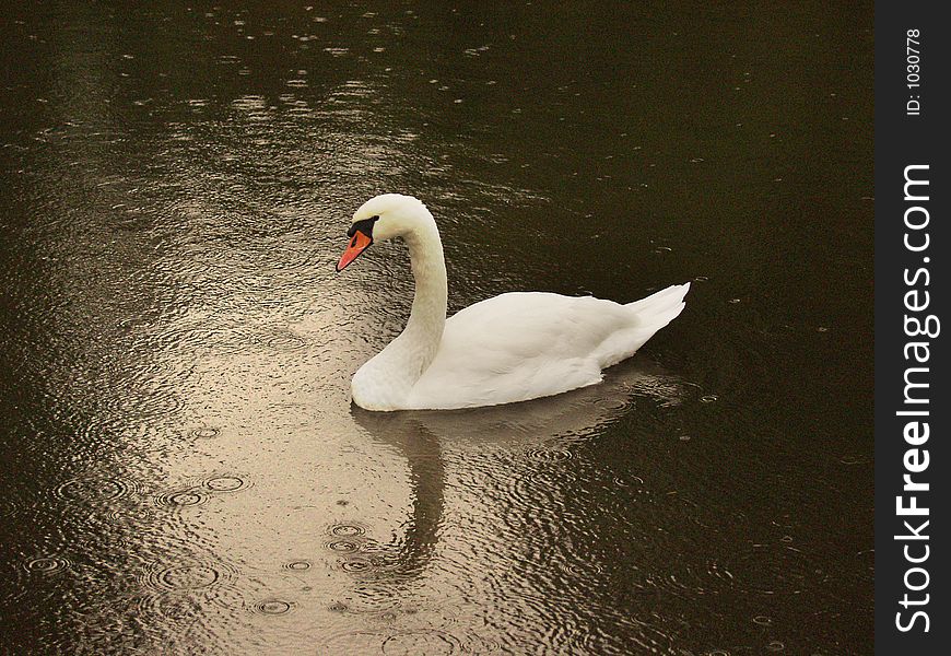 Swans swimming under the rain. Swans swimming under the rain