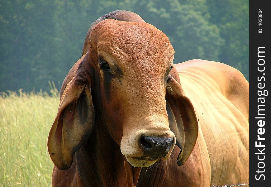 Red Brahma Bull