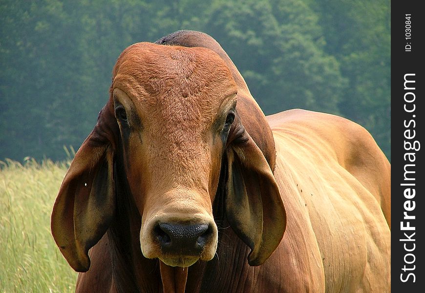 Rusty Red Brahama Bull