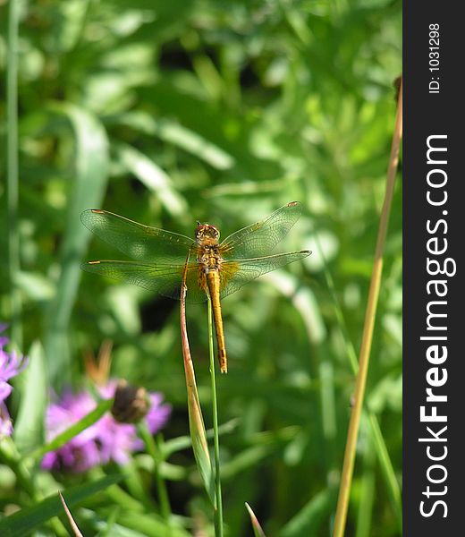 DragonFly 
Reservation Russian Nord

July 2006