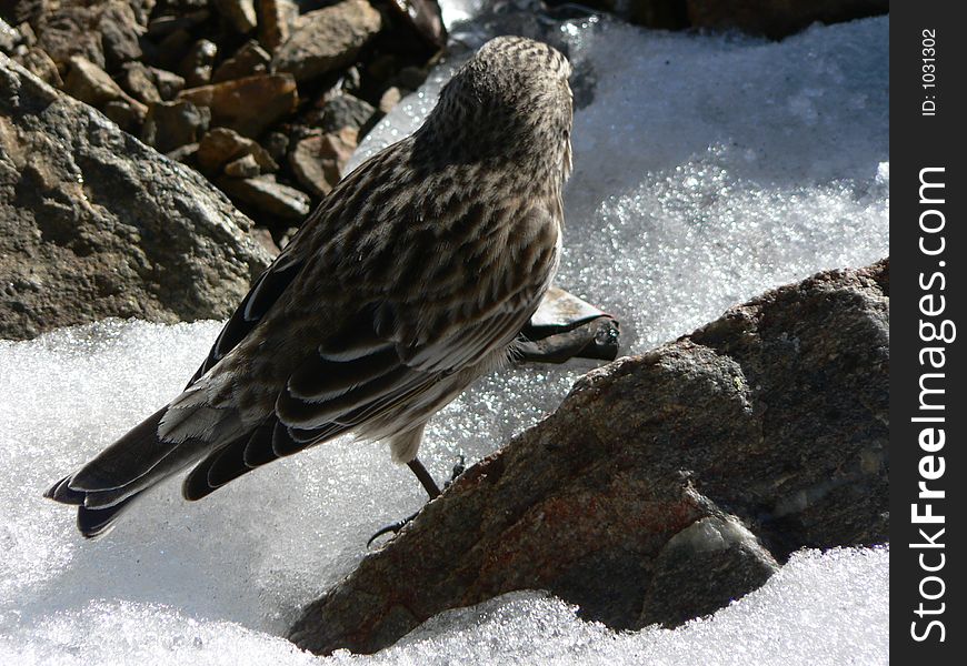 Little sparrow searching for food on snow.covered rock in argentine patagonian mountains. Little sparrow searching for food on snow.covered rock in argentine patagonian mountains