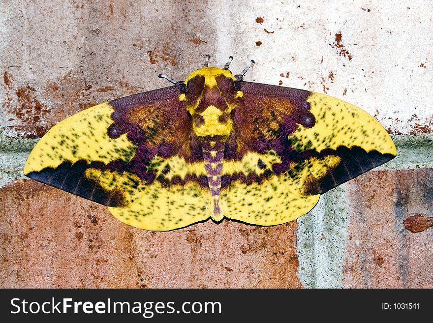 Yellow & brown moth on a brick wall.