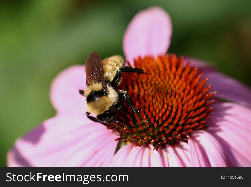 Bee on top of purple coneflower. Bee on top of purple coneflower