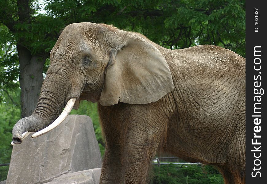 Elephant Lifting his trunk