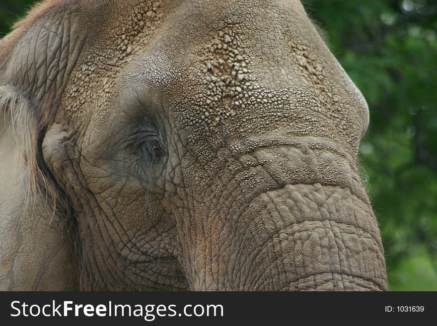 Elephant Up-Close