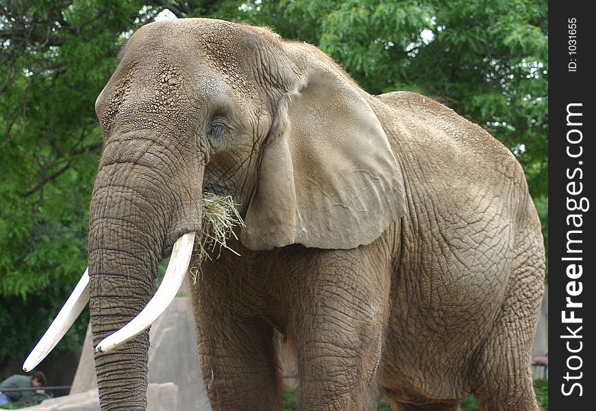 Elephant eating hay at the zoo