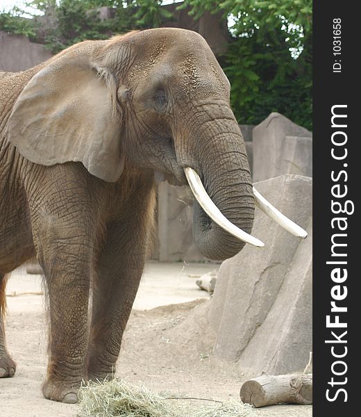 Elephant eating hay at the zoo