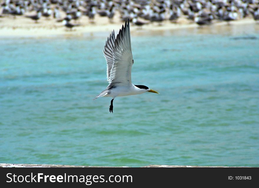 A tern flying in search of food in the open sea. A tern flying in search of food in the open sea