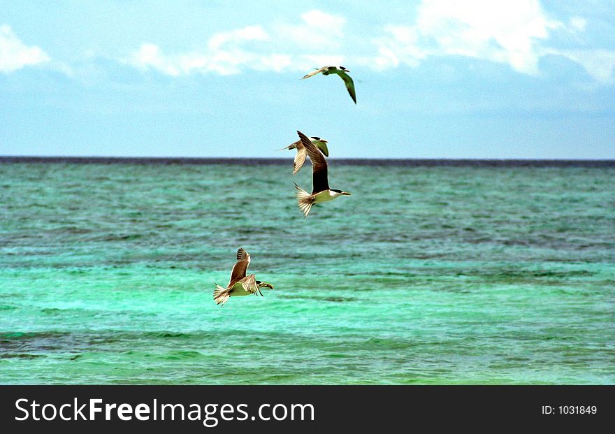 Seabirds in the air, hunting for fishes in the sea. Seabirds in the air, hunting for fishes in the sea