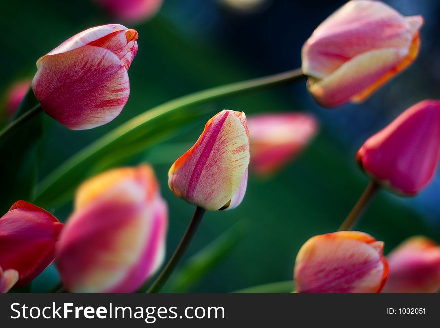 Tulips Blowing In The Wind