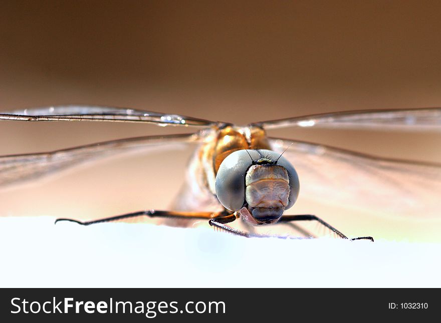 Close up of a Blue Dragonfly. Very sharp detail on the subject but very shallow dof. Close up of a Blue Dragonfly. Very sharp detail on the subject but very shallow dof