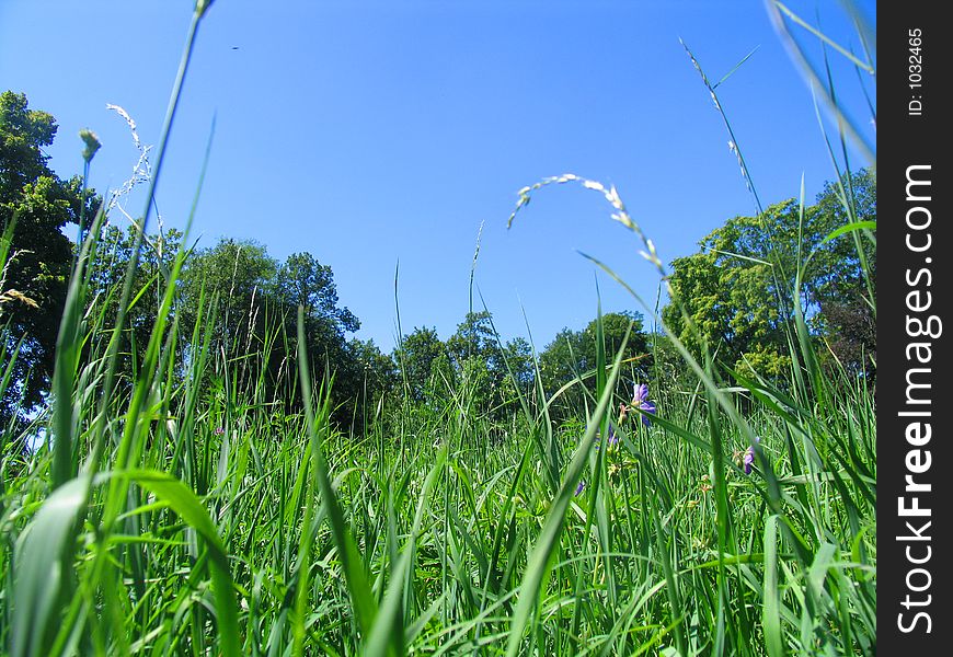 Feels like lying in the green grass and watching the deep blue sky. Feels like lying in the green grass and watching the deep blue sky.