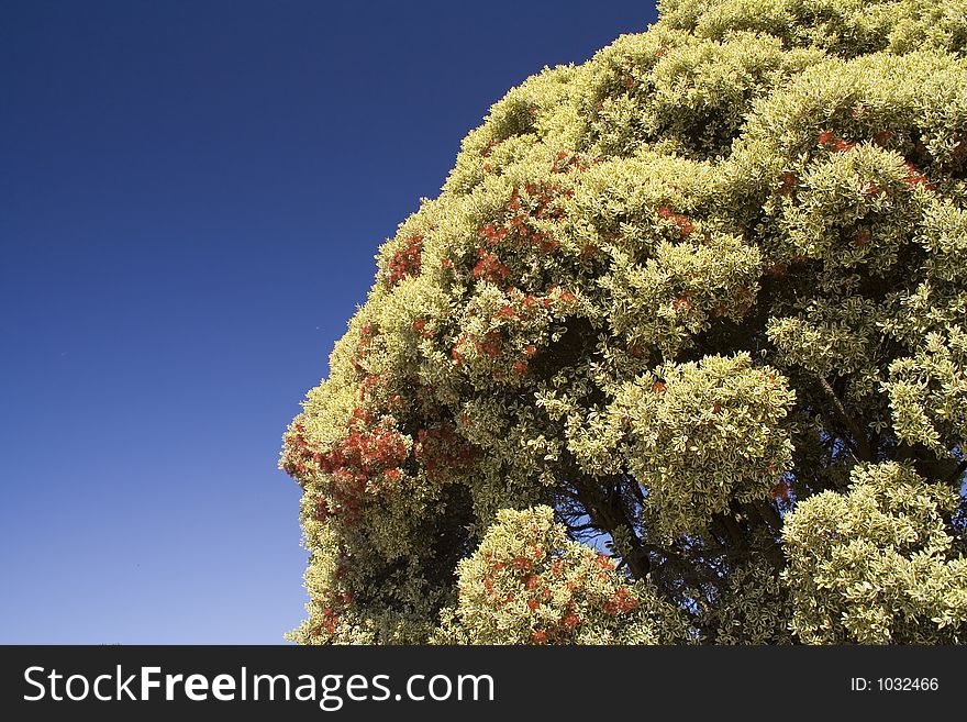 Tree with Blossoms Against Blue Sky. Tree with Blossoms Against Blue Sky