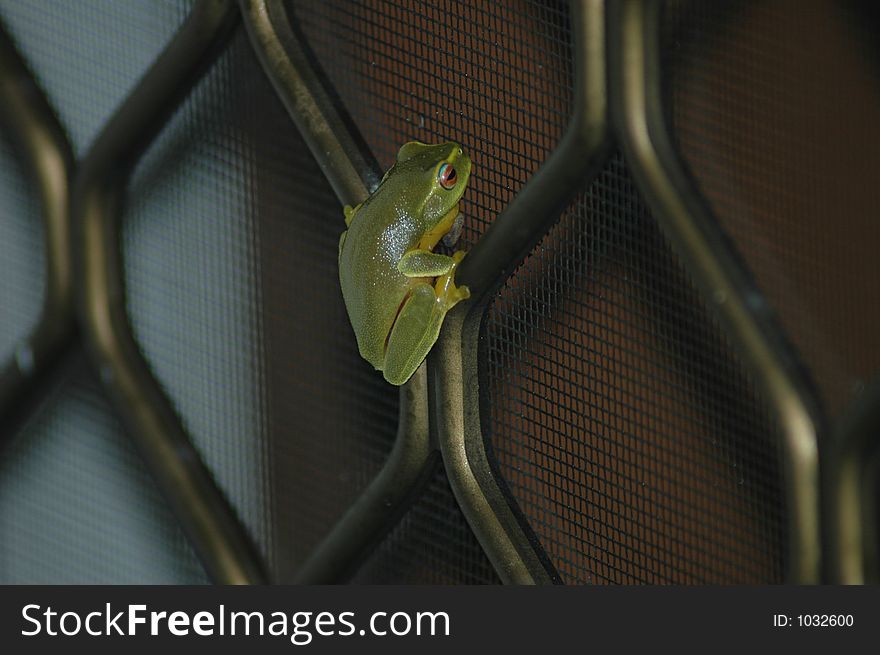 A beautiful Australian Green Tree Frog sitting on the front door of a house