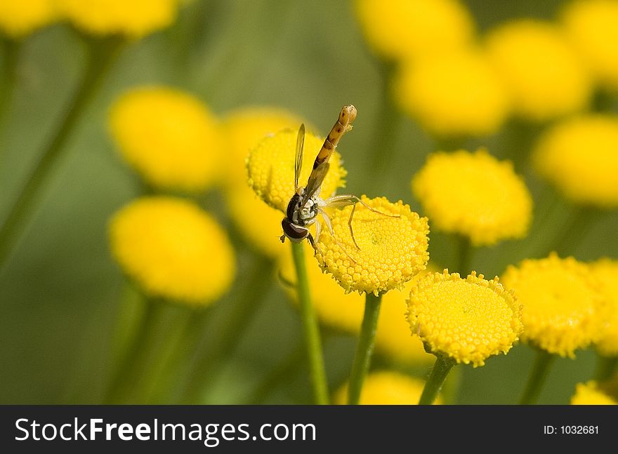 Insect on flower