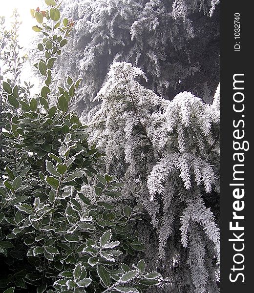 Effect of fog and chilly winter winds on trees and leaves. Effect of fog and chilly winter winds on trees and leaves