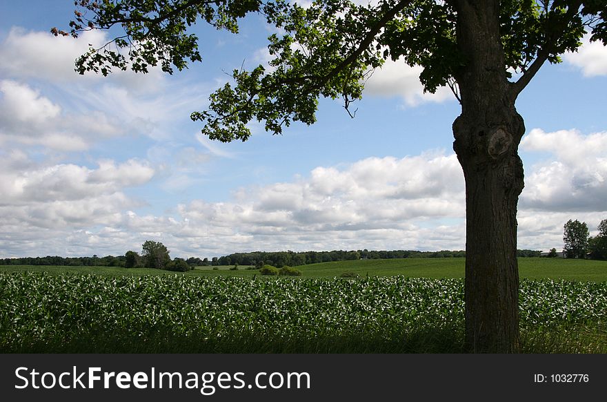 Cornfield and tree