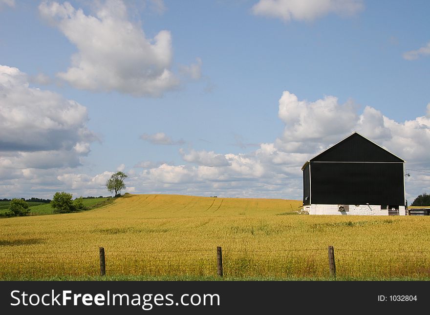 Black Barn in Yellow field