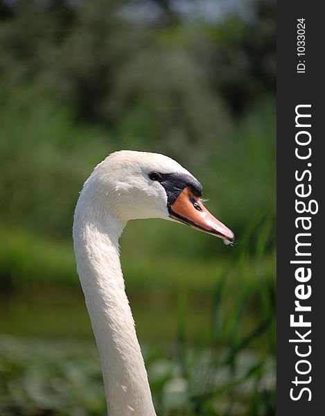 Close-up of the head of a swan. Close-up of the head of a swan