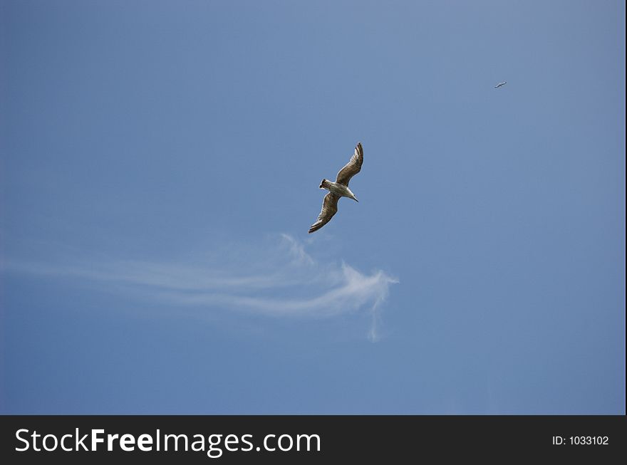 Gull flying with the clouds