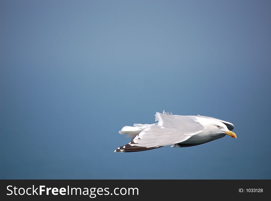 Flying gull in the sky of Etretat...