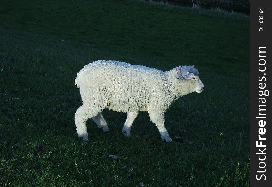 This lamb which was grazing on a dike ran to its mother which was about hundred metres away when I came nearer. This lamb which was grazing on a dike ran to its mother which was about hundred metres away when I came nearer