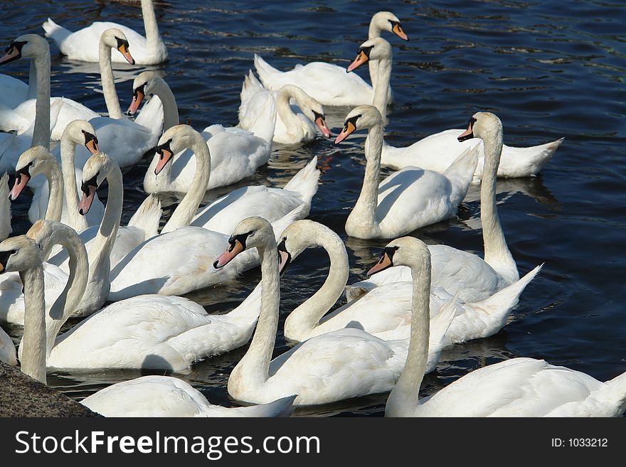 White swans at Alster lake, Hamburg, Germany