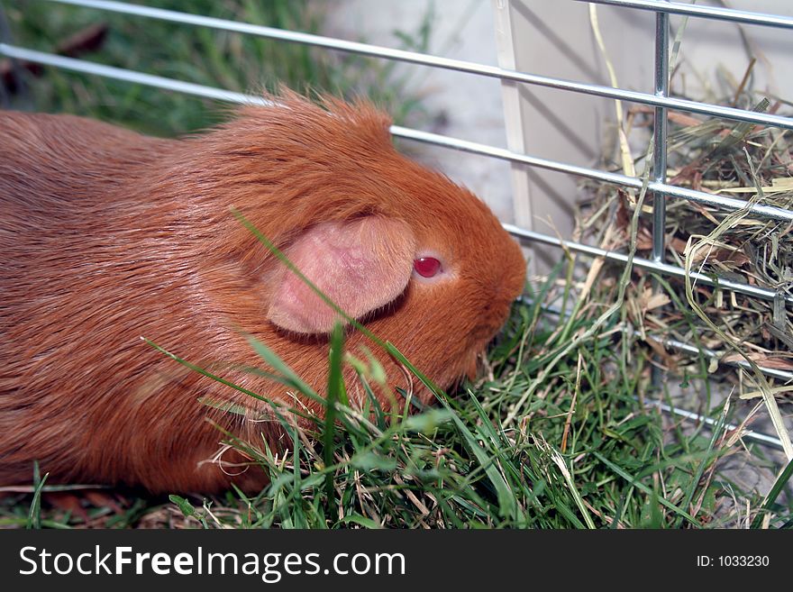 Russet-red guinea-pig is eating some hay. Russet-red guinea-pig is eating some hay.