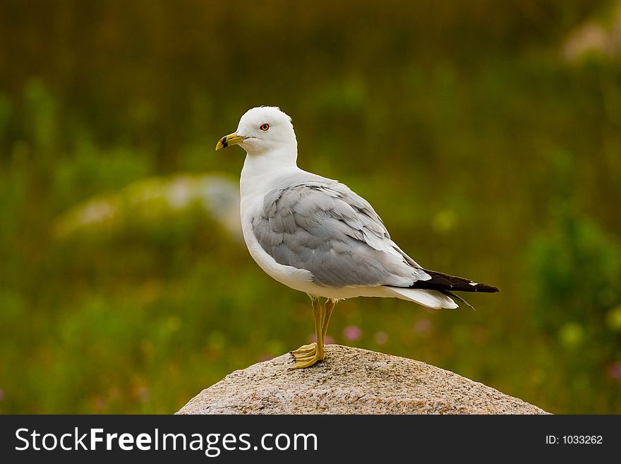 Gull standing on a rock. Gull standing on a rock