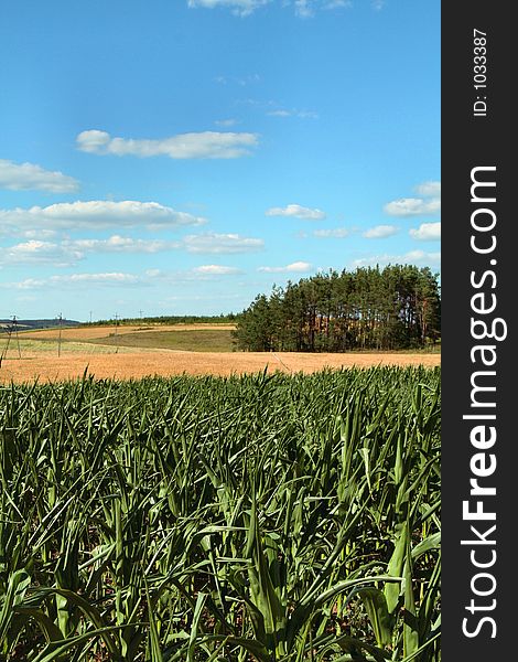 Country view with corn plants in the foreground and hay in the background, beautiful blue sky. Country view with corn plants in the foreground and hay in the background, beautiful blue sky