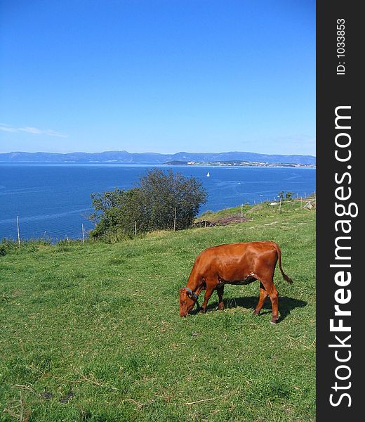 Norwegian red heifer grazing in pasture. Norwegian red heifer grazing in pasture