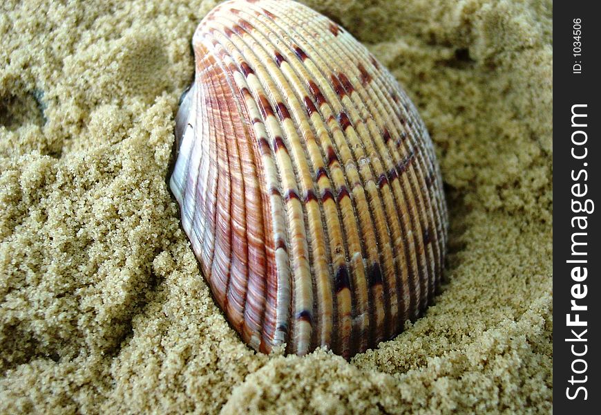 Sea Shell 3