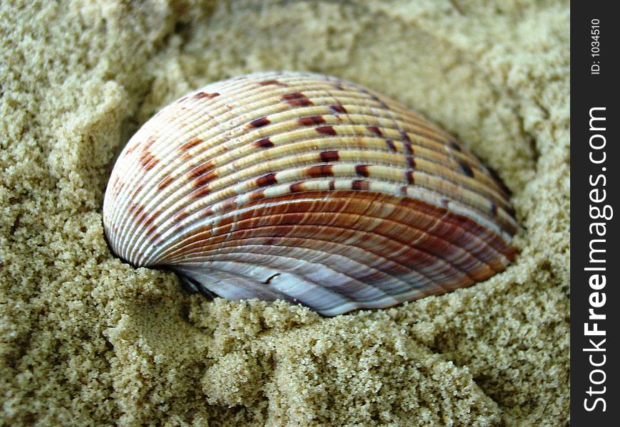 One of nature's beautiful sea shells. One of nature's beautiful sea shells