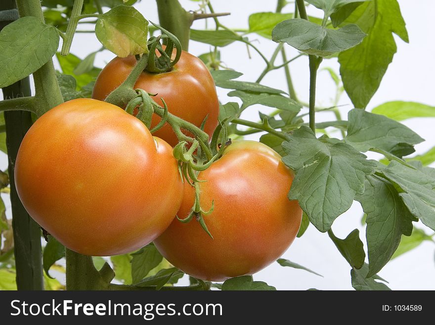Red tomatoes growing in a pot on a home deck/prorch
