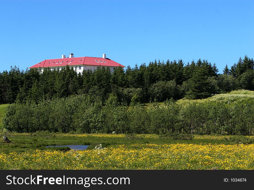 A big Manor house partly hidden in forrest, yellow daisies in fields in foreground, a small pond and trees, clear blue sky