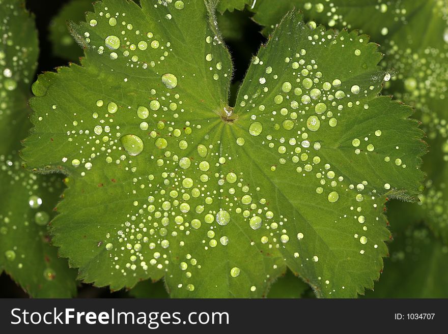 Macro shot of dew drops on a green leaf, drops seem to glow due to lighting. Macro shot of dew drops on a green leaf, drops seem to glow due to lighting