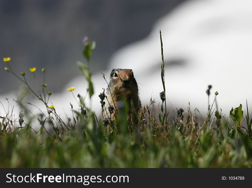 A colombian squirrel in Glacier National Park.