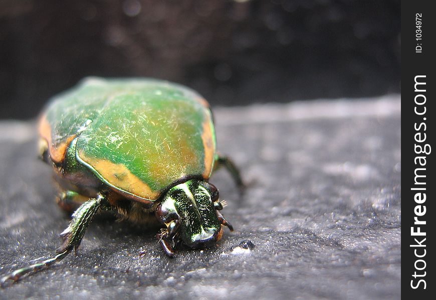 Macro of a green and yellow beetle. Macro of a green and yellow beetle