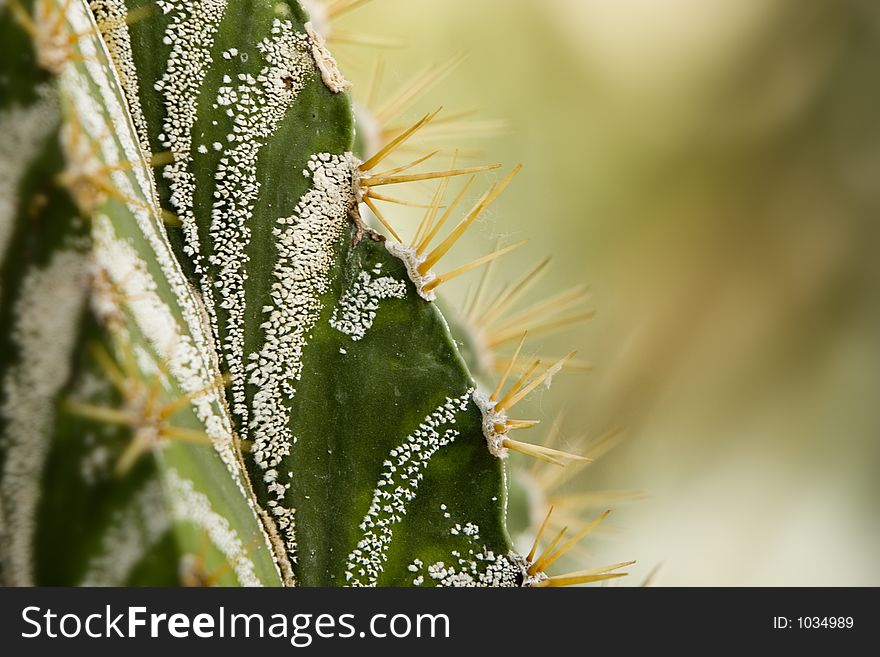 Cactus thorns up close shot