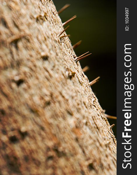 Cactus throwns brown close shot. Cactus throwns brown close shot