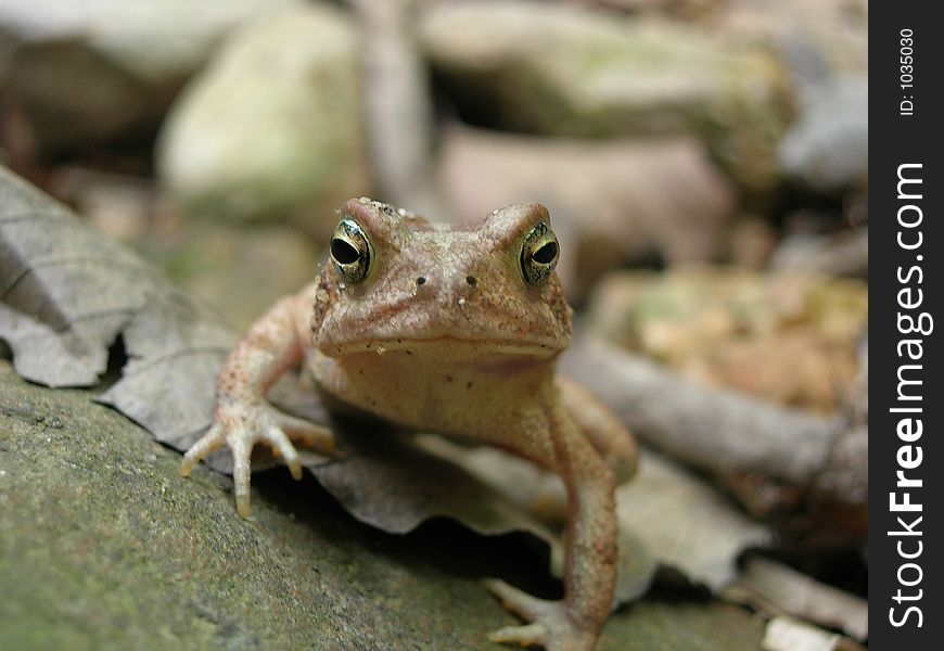 Frog at Patapsco Park