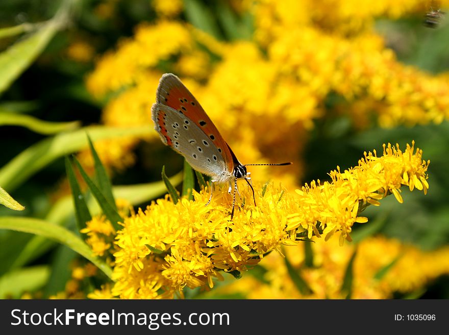 Colourful butterfly on a yellow flower