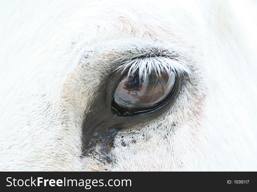 White donkey's eye