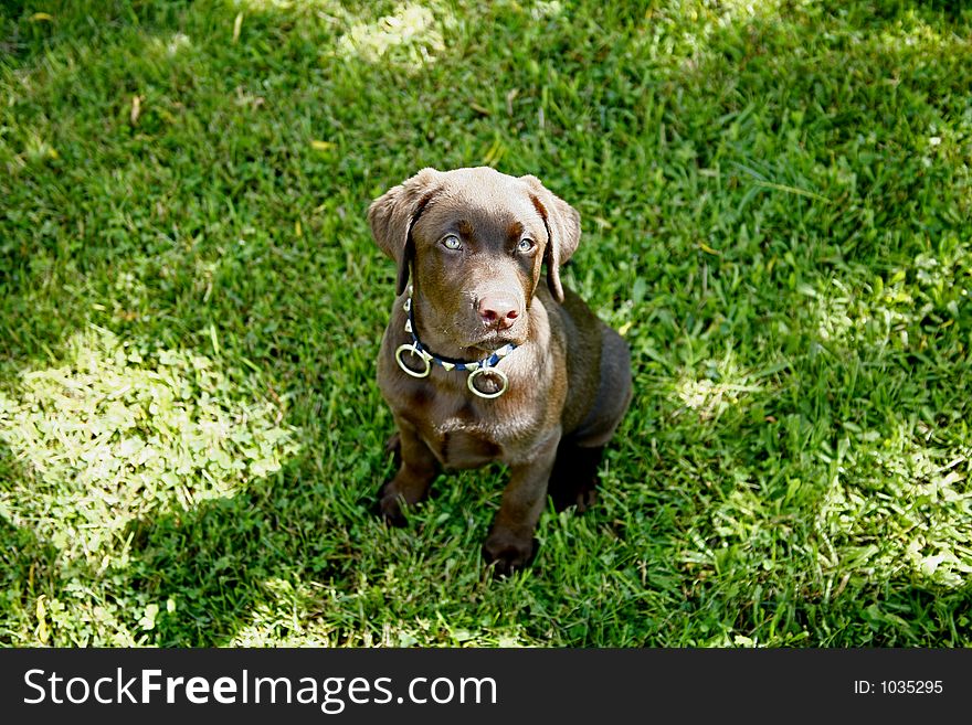 Chocolate Labrador Retriever Puppy