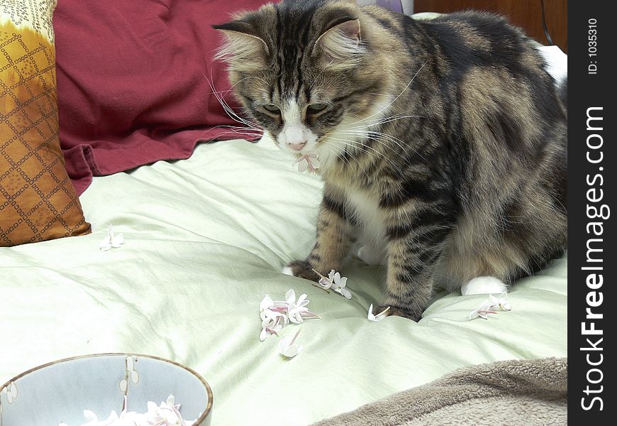 Cat eating Jasmine Flowers. Cat eating Jasmine Flowers