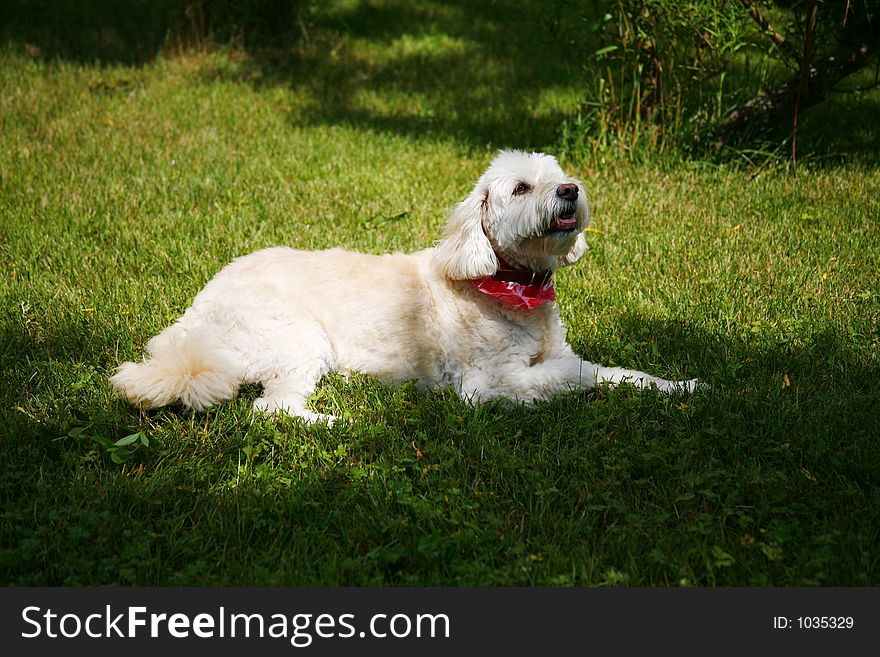 Adorable dog in the grass