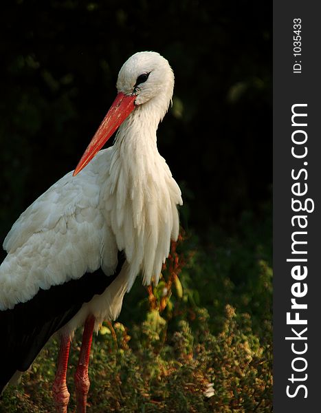 A white stork captured in a zoo in germany,. A white stork captured in a zoo in germany,