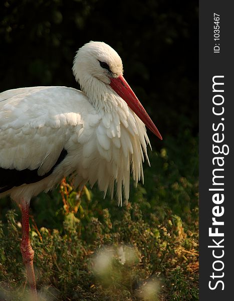 White Stork Blowing Its Feather