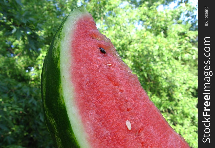 Watermelon on greenery background