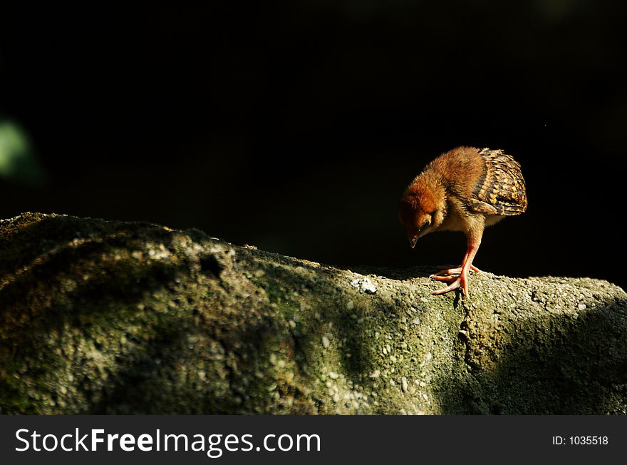 Young biddy leaved the nest to climb on the rocks. Young biddy leaved the nest to climb on the rocks.